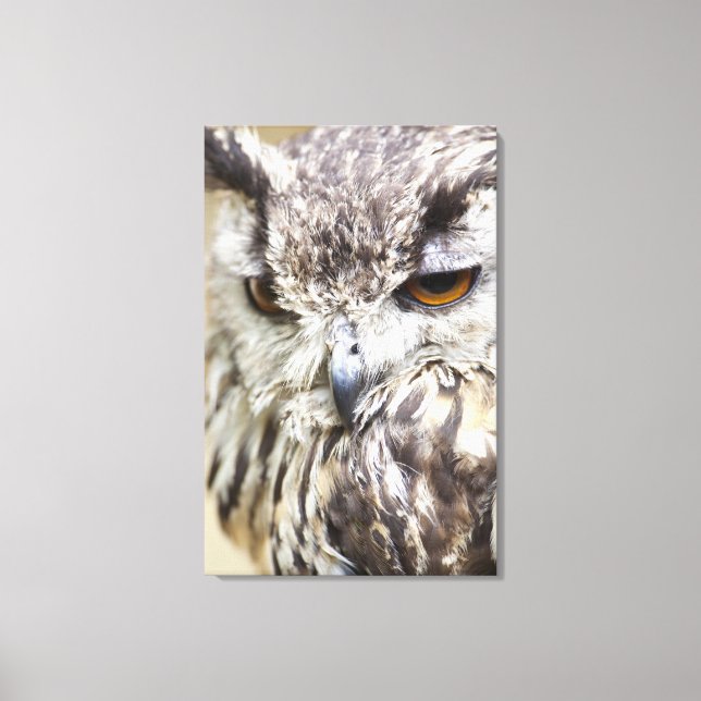 Bengal Eagle Owl Canvas Print (Front)