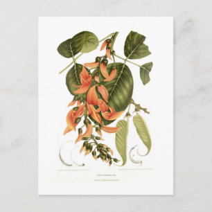 Bengal Kino Postcard