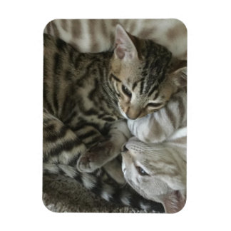 Bengal Kittens Magnet