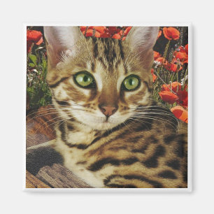 Bengal Magnets