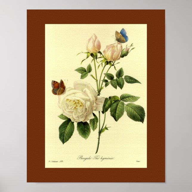 Bengal Rose 16 X 20 Poster (Front)