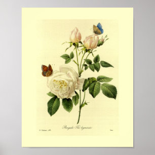 Bengal Rose Botanical Floral Poster