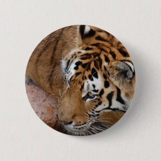 Bengal Tiger 6 Cm Round Badge
