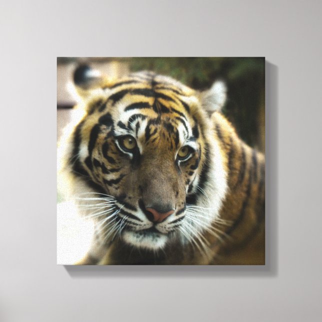 Bengal Tiger Canvas Print (Front)
