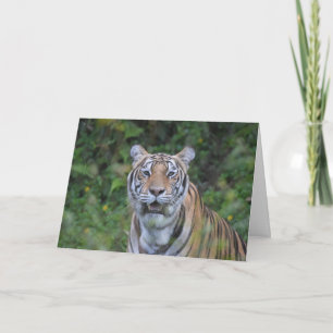 Bengal Tiger Card