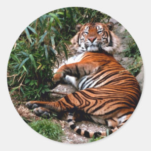 Bengal Tiger Classic Round Sticker