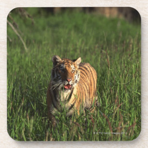 Bengal tiger coaster
