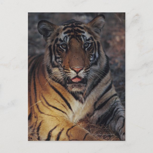 Bengal Tiger Cub Postcard (Front)