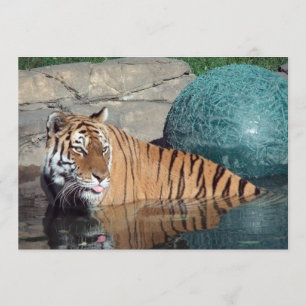 Bengal Tiger Customisable Announcement