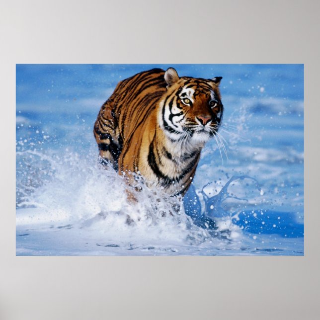 Bengal Tiger In Ocean poster (Front)