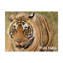 Bengal Tiger in Ranthambore National Park, India