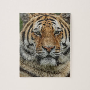 BENGAL TIGER JIGSAW PUZZLE
