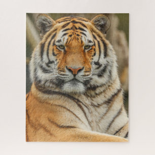 BENGAL TIGER JIGSAW PUZZLE