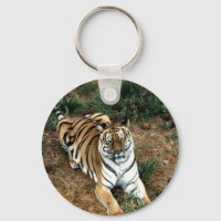 Bengal tiger