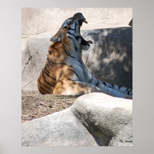 Bengal Tiger Love Poster (Front)