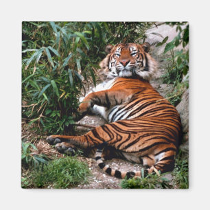 Bengal Tiger Magnet