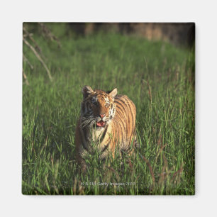 Bengal tiger magnet