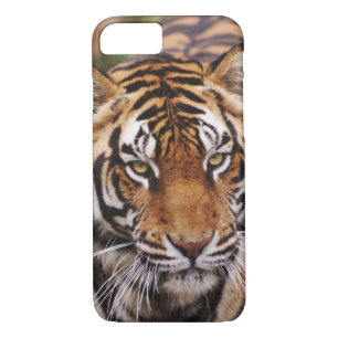Bengal Tiger, Panthera tigris Case-Mate iPhone Case