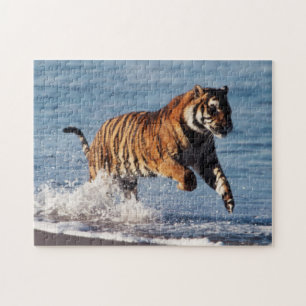 Bengal Tiger (Panthera Tigris) Jigsaw Puzzle