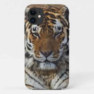 Bengal Tiger, Panthera tigris, Louisville Zoo, Case-Mate iPhone Case