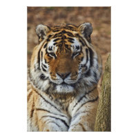 Bengal Tiger, Panthera tigris, Louisville Zoo,