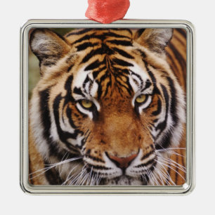 Bengal Tiger, Panthera tigris Metal Tree Decoration