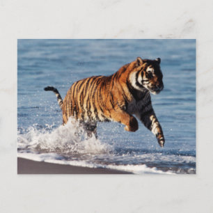 Bengal Tiger (Panthera Tigris) Postcard
