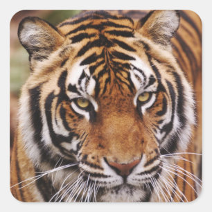 Bengal Tiger, Panthera tigris Square Sticker