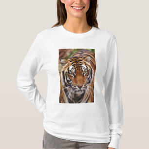 Bengal Tiger, Panthera tigris T-Shirt