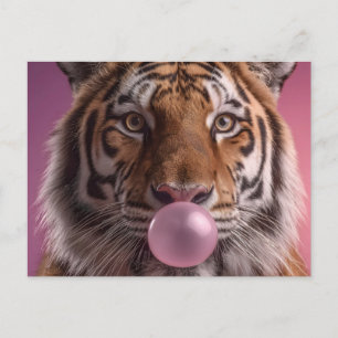 Bengal Tiger Portrait Blowing Pink Bubblegum Postcard