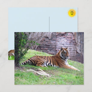 Bengal Tiger Postcard