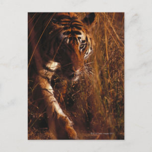 Bengal Tiger Postcard