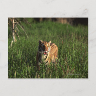 Bengal tiger postcard