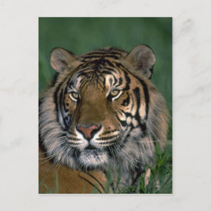 Bengal tiger postcard