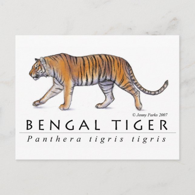 Bengal Tiger Postcard (Front)
