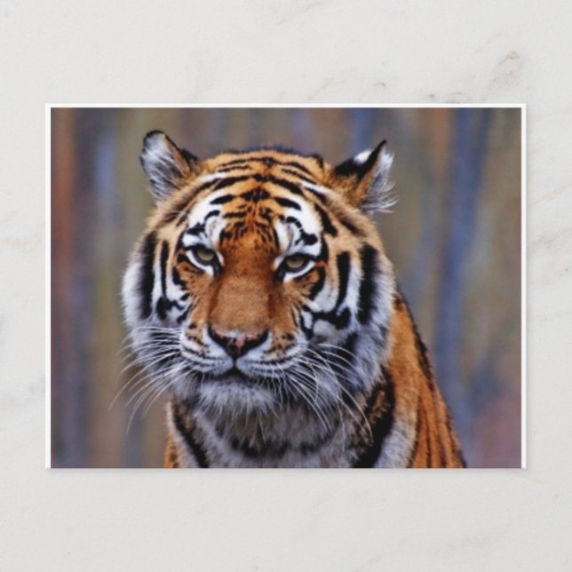 Bengal Tiger PostCard (Front)