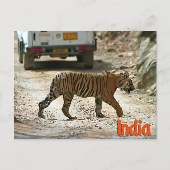 Bengal tiger postcard (Front)