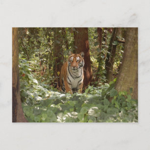 Bengal Tiger Postcard (7x5)