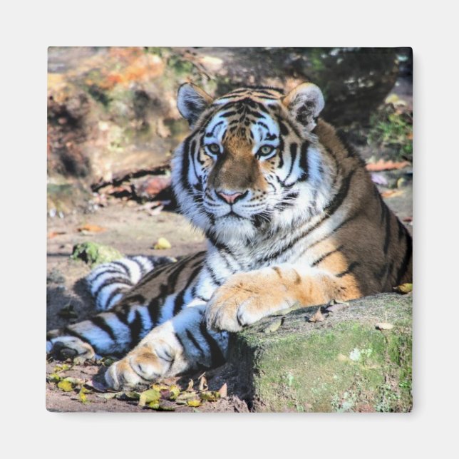 Bengal Tiger Resting on Mossy Rock Magnet (Front)