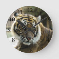 Bengal Tiger