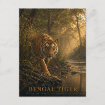 Bengal Tiger Sal Forest ANIMALS
