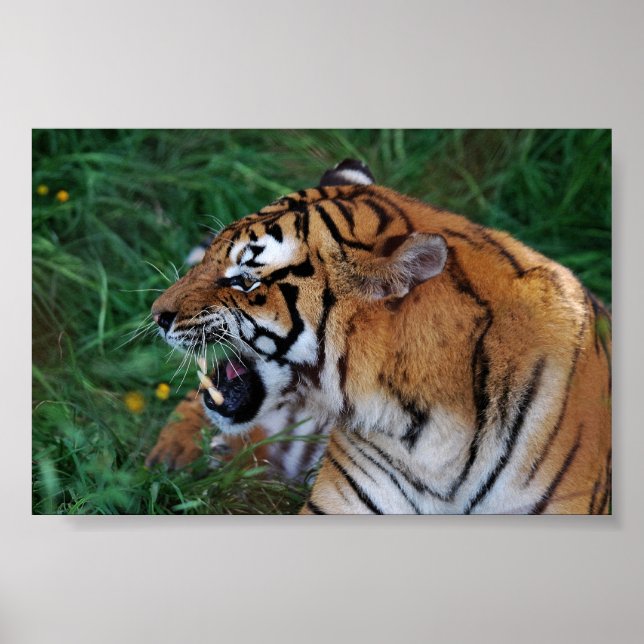 Bengal Tiger showing its fangs Poster (Front)