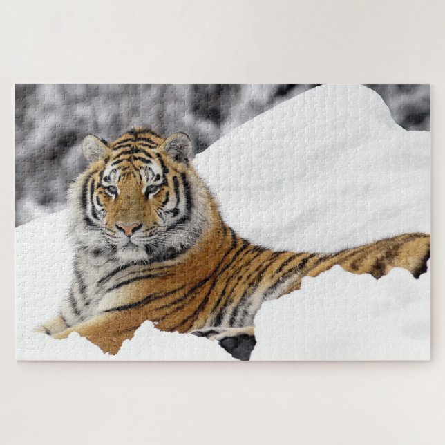 Bengal Tiger watching you from on the snow Jigsaw Puzzle (Horizontal)