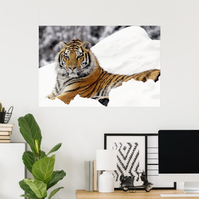 Bengal Tiger watching you from on the snow Poster (Home Office)