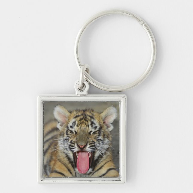 Bengal tiger yawning key ring (Front)