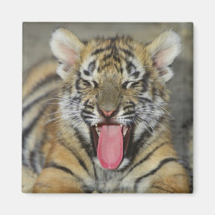 Bengal tiger yawning magnet