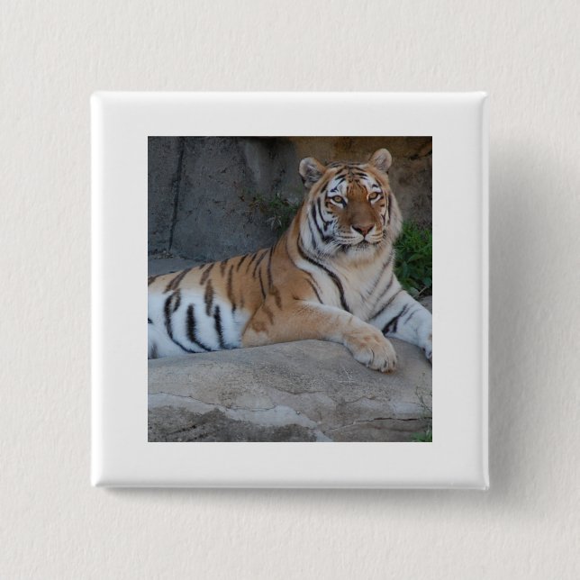 Bengal Tigers 15 Cm Square Badge (Front)