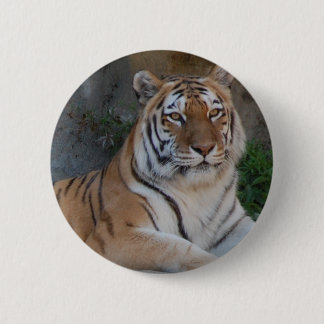 Bengal Tigers 6 Cm Round Badge