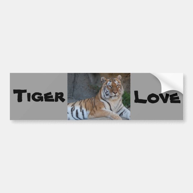 Bengal Tigers Bumper Sticker (Front)