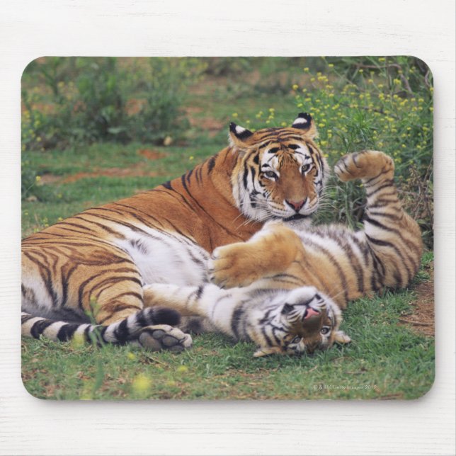 Bengal tigers playing mouse pad (Front)